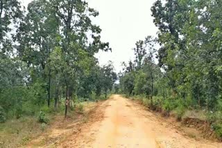 cutting down of tress by wooden mafia in surajpur
