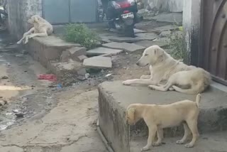 Not feeling persistent, curb dogs