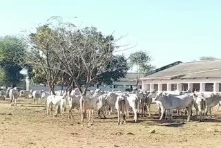 cows-getting-corrupted-in-the-cowshed-in-collusion-with-the-officials