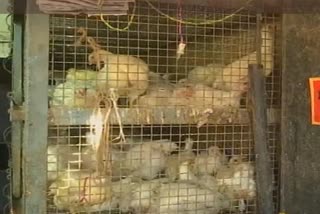 karnatak Poultry industry is facing losses due to the fear of novel Coronavirus