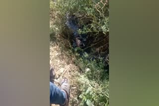 a newborn girl is thrown into the drain at doddaballapur