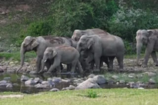 ഇടുക്കി  ആനക്കാഴ്‌ച  ആനക്കുളം  idukki  aanakulam  elephant scenes