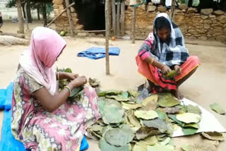 unavailability-of-shal-leaves-plus-restriction-of-forest-department-tribes-leaving-the-work-of-making-shal-leaves-cups