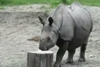 Rhino died in Alipurduar