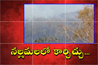 Outbreaks of fire in Nallamala forest in Telangana
