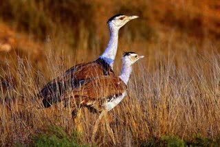 Great Indian Bustard, लुप्तप्राय ग्रेट इंडियन बस्टर्ड