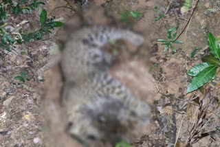 leopard-death-in-the-honnavar-kadle-forest-area