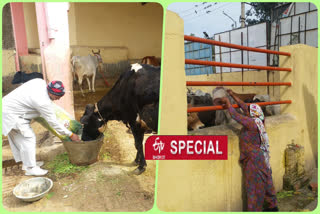 126 year old cowshed serving cows in Najafgarh