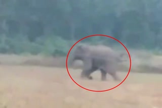 Elephant creates chaos in Raigarh