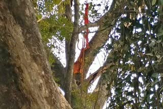 Trishul of lord shiva in Peepal tree At rohini state compound deoghar