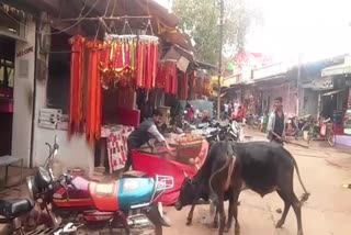 A lot of damage to shopkeepers due to bull fighting in the temple