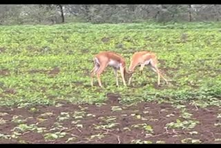 ಮಾನವ- ಪ್ರಾಣಿಗಳ ಸಂಘರ್ಷ