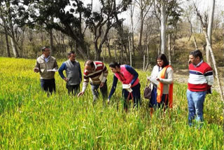 scientist visited farmers fields for yellow rust