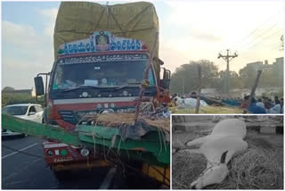 A bullock cart collided with lorry two died