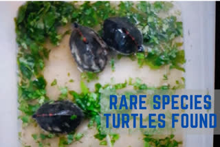 Four rare species turtles found in Kashmere Gate