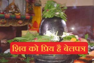 shivratri special importance of bhel leaves