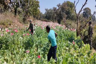 opium cultivation destroyed