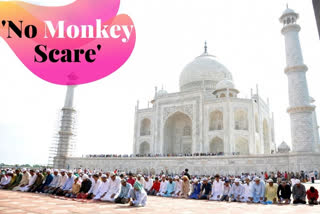 Taj Mahal  CISF  Monkey  US President Donald Trump  Trump visit to Taj Mahal  Agra  ട്രംപിന്‍റെ താജ്മഹൽ സന്ദർശനx  കേന്ദ്ര വ്യാവസായിക സുരക്ഷാ സേന  കുരങ്ങുകൾ ഭീഷണിയാകില്ല