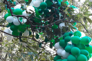 Bunch of Green and White Balloons News