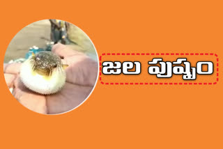 Pufferfish have been caught in the East Godavari district