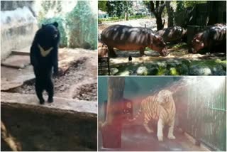 thiruvananthapuram zoo  trivandrum zoo  മൃഗശാല അധികൃതര്‍  തിരുവനന്തപുരം മൃഗശാല  നീലക്കാള  ഹോസുകുളി  ഹിമാലയൻ കരടി  മൃഗശാല സൂപ്രണ്ട്  thiruvananthapuram zoo