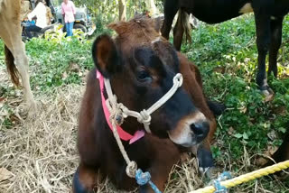 Heavy heat in Wayanad  wayanad news  വയാനാട് വാര്‍ത്തകള്‍  വയനാട്ടില്‍ ചൂട് കൂടുന്നു