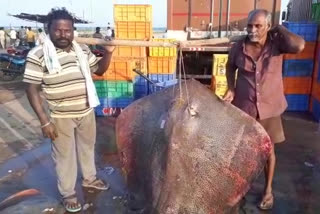 heavy weight fish found in Uppada fish yard