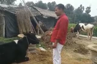 गौशाला की तस्वीर