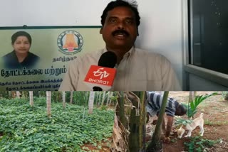 coconut-farming