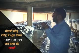 Ravindra left private job and started mushroom production in sujanpur