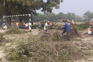 cutting trees for cm meeting