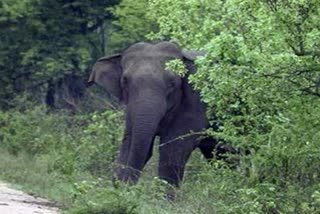 elephant-attack-a-man-death-in-tangi-forest-range-of-khurdha
