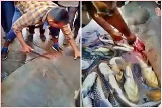 fishes-are-coming-from-big-fish-in-mangalore