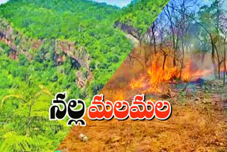 nallamala-forest-caught-fire-in-nagarkurnool-district-telangana