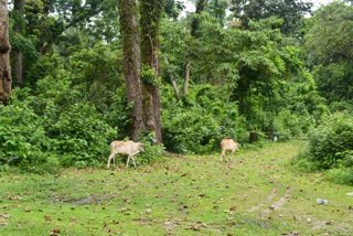 north bengal park and sanctuary