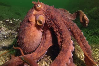 octopus