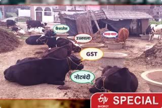 cows are named on modi government schemes in samastipur