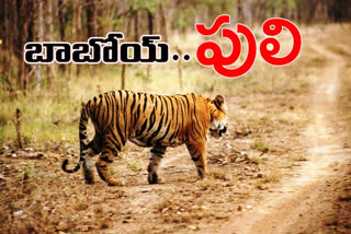 tigers identified in adilabad rural areas