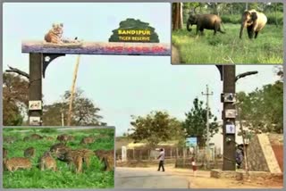 bandipur-sanctuary