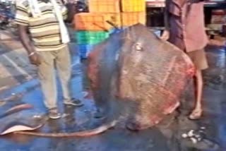 A HUGE FISH WEIGHING 15O KILOS CAUGHT BY FISHERMAN.