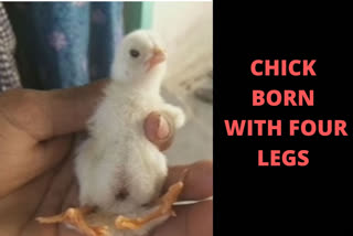 four leg chick in kotthalam