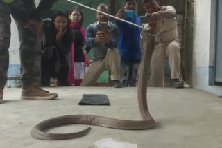 snake in school