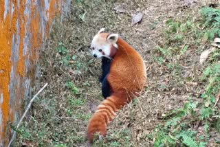 Darjeeling zoo handover 2 red panda with exchange of 5 takin