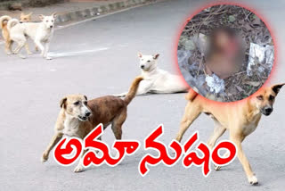 street-dogs-eat-two-months-baby-dead-body-at-banjarahills-in-hyderabad