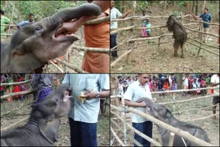 Forest officials provide shelter for an isolated baby elephant  baby elephant  kothamangalam news  കോതമംഗലം വാര്‍ത്ത  ഇടമലയാർ പുഴ