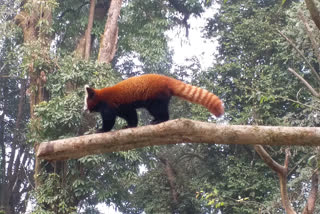 One of the many Red Pandas at  Darjeeling Zoo