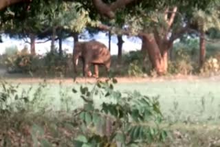 elephant in angul, angul latest news, ଅନୁଗୋଳ ଲାଟେଷ୍ଟ ନ୍ୟୁଜ୍‌, ଅନୁଗୋଳରେ ହାତୀ ଉପଦ୍ରବ