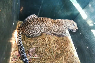 wounded-leopard-will-be-treated-in-forest-department