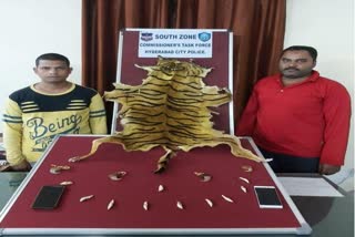 fake tiger skin seller arrested in hydrabad