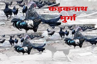 Kadaknath cock will be a special attraction in the National Agricultural Fair